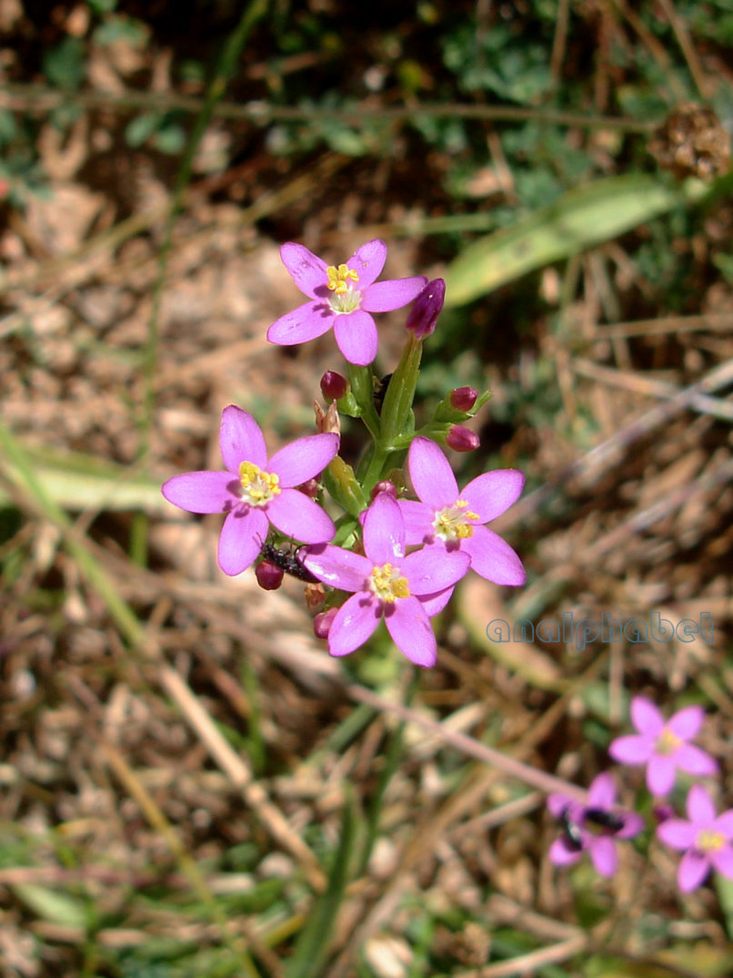 Centaurium pulchellum (Swartz), PARNITHA-1