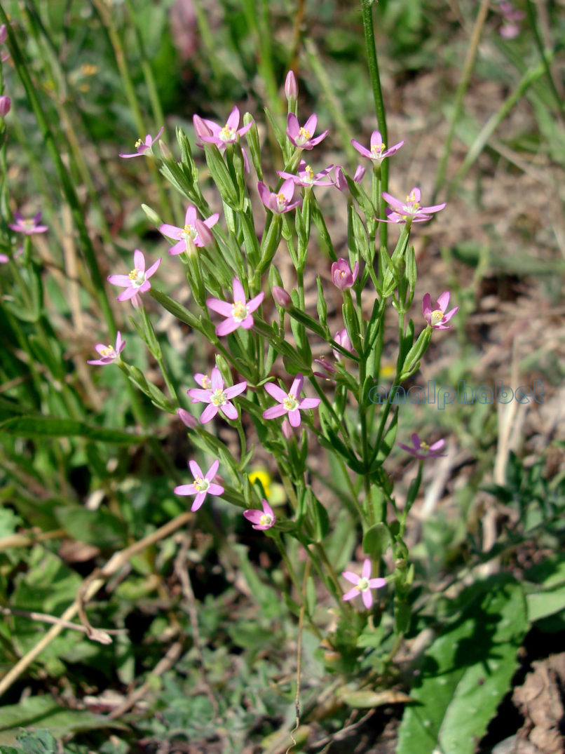 Centaurium pulchellum (Swartz), ZAKYNTHOS-SARAKINADO-1