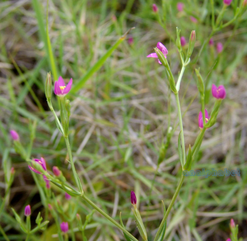 Centaurium tenuifolium (Hoffl & Link), PARNITHA-1