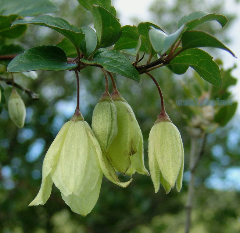 Clematis cirrhosa (L.), PARNITHA-1