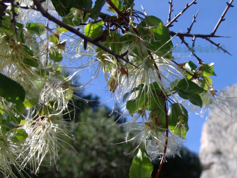 Clematis cirrhosa (L.), PARNITHA-3