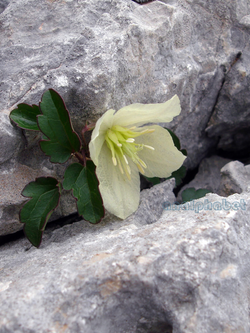 Clematis cirrhosa (L.), PARNITHA-4