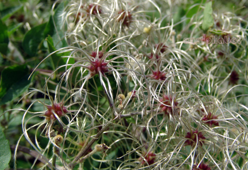 Clematis flammula (L.), OLYMPOS-1
