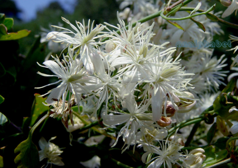 Clematis flammula (L.), PARNITHA-1