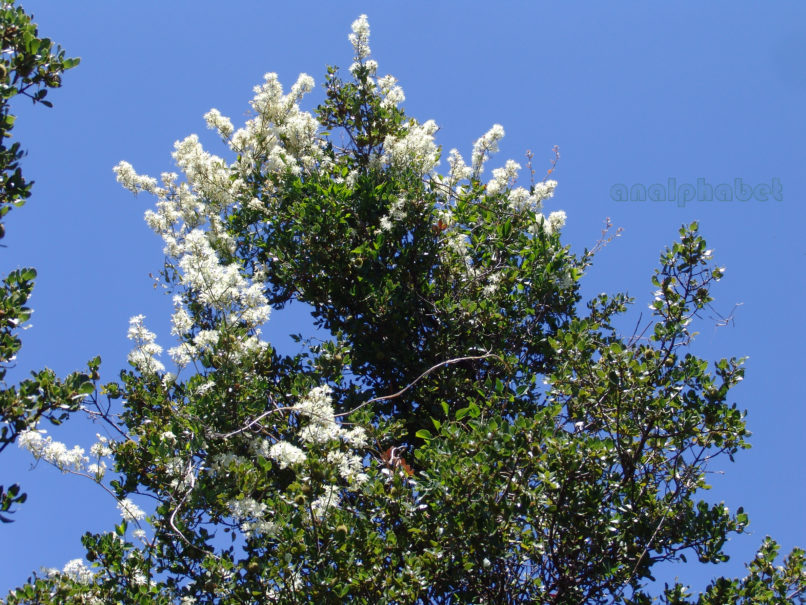 Clematis flammula (L.), PARNITHA-2