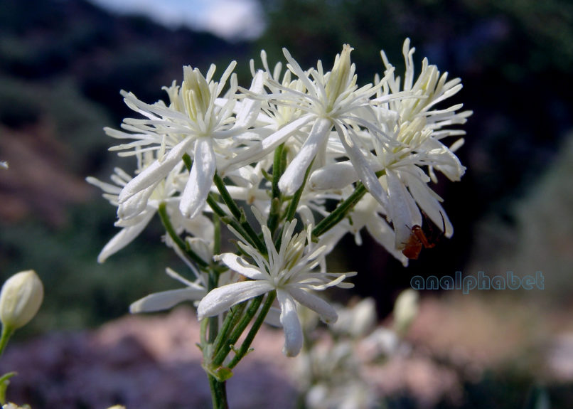 Clematis flammula (L.), PARNITHA-3