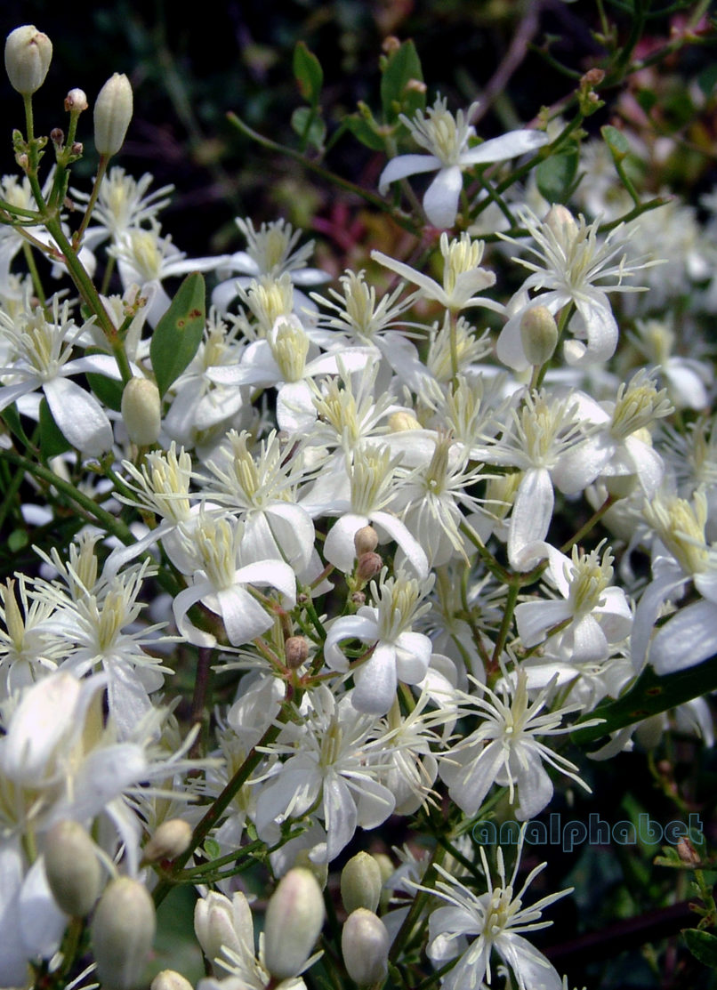 Clematis flammula (L.), PARNITHA-4