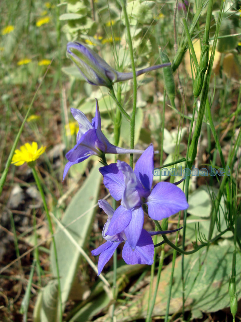 Consolida ajacis (L.) [Delphinium ajacis (L.)], MIKRI ZIRIA-1