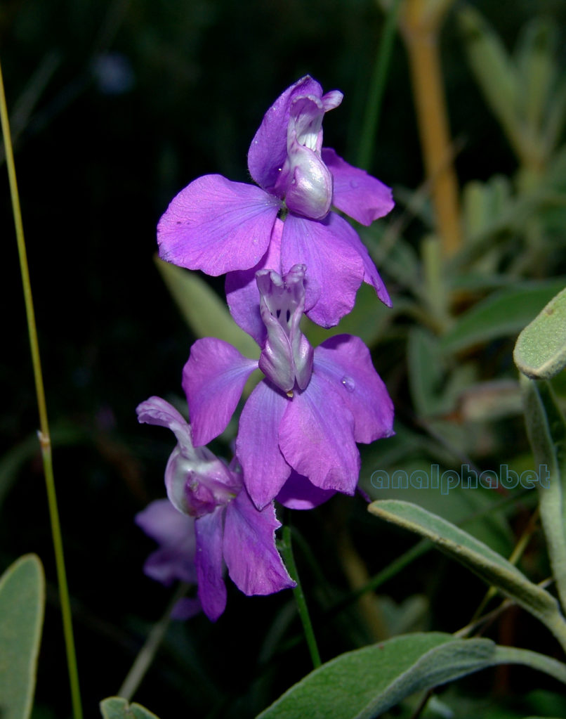 Consolida ajacis (L.) [Delphinium ajacis (L.)], TAYGETOS-1