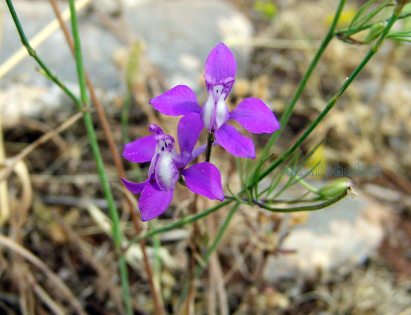 Consolida ajacis (L.) [Delphinium ajacis (L.)], TAYGETOS-2