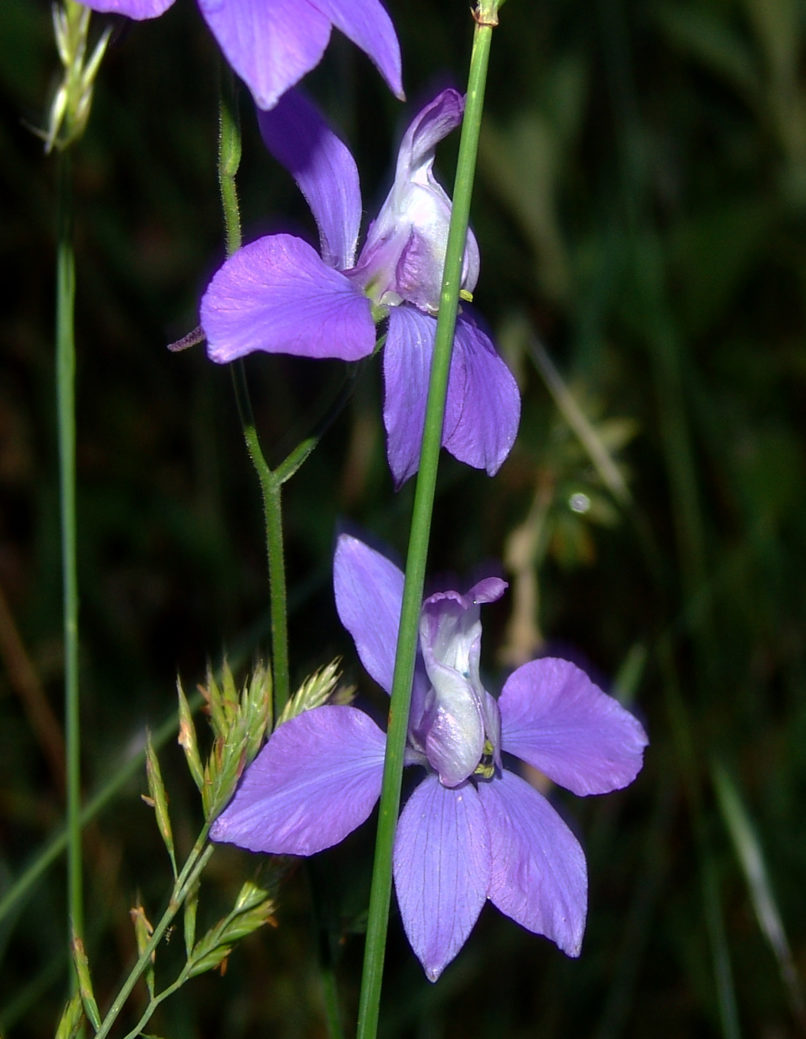 Consolida ajacis (L.) [Delphinium ajacis (L.)], TAYGETOS-3