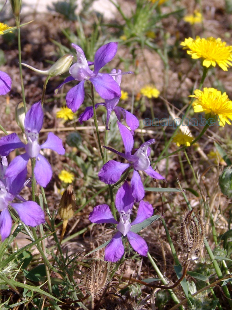 Consolida hispanica (Willk. ex Costa) [C. orientalis (J. Gay)], PARNITHA-2