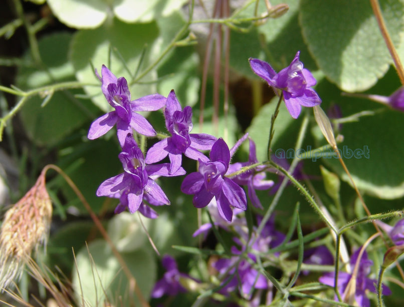 Consolida tenuissima (Sm.) [Delphinium tenuissimum (Sm.)], PARNITHA-1