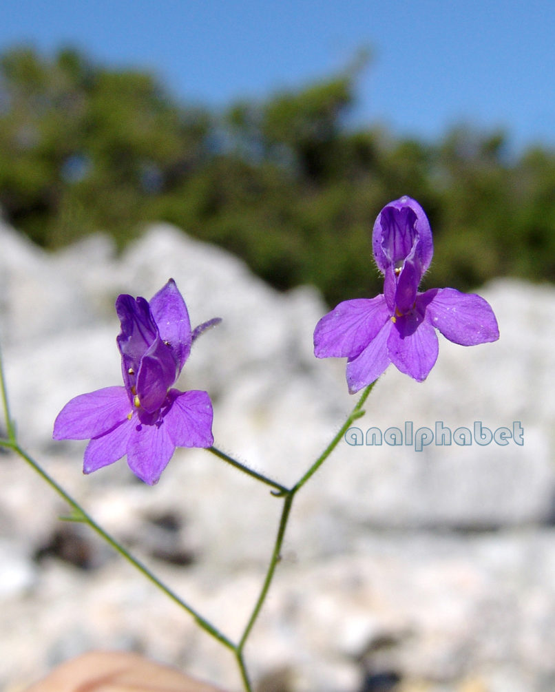 Consolida tenuissima (Sm.) [Delphinium tenuissimum (Sm.)], PARNITHA-2