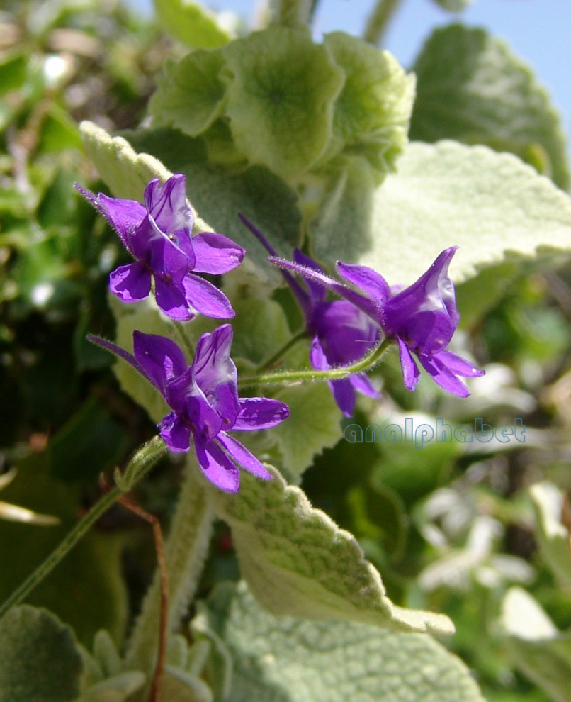 Consolida tenuissima (Sm.) [Delphinium tenuissimum (Sm.)], PARNITHA-3