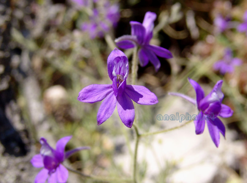 Consolida tenuissima (Sm.) [Delphinium tenuissimum (Sm.)], PARNITHA-4