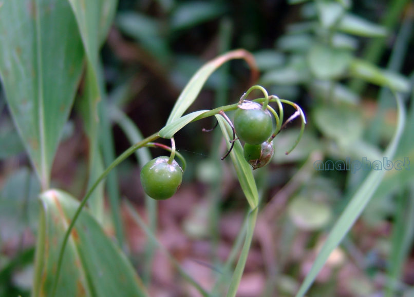 Convallaria majalis (L.), OLYMPOS-1