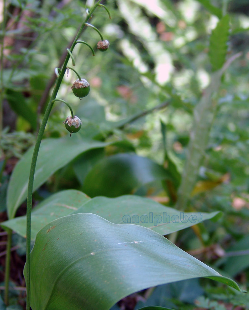 Convallaria majalis (L.), TYMPHI-1