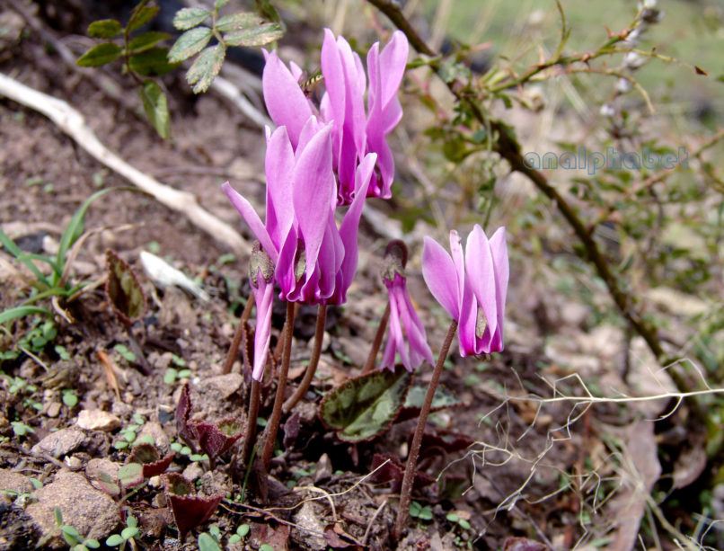 Cyclamen 1 [?], PARNITHA-1