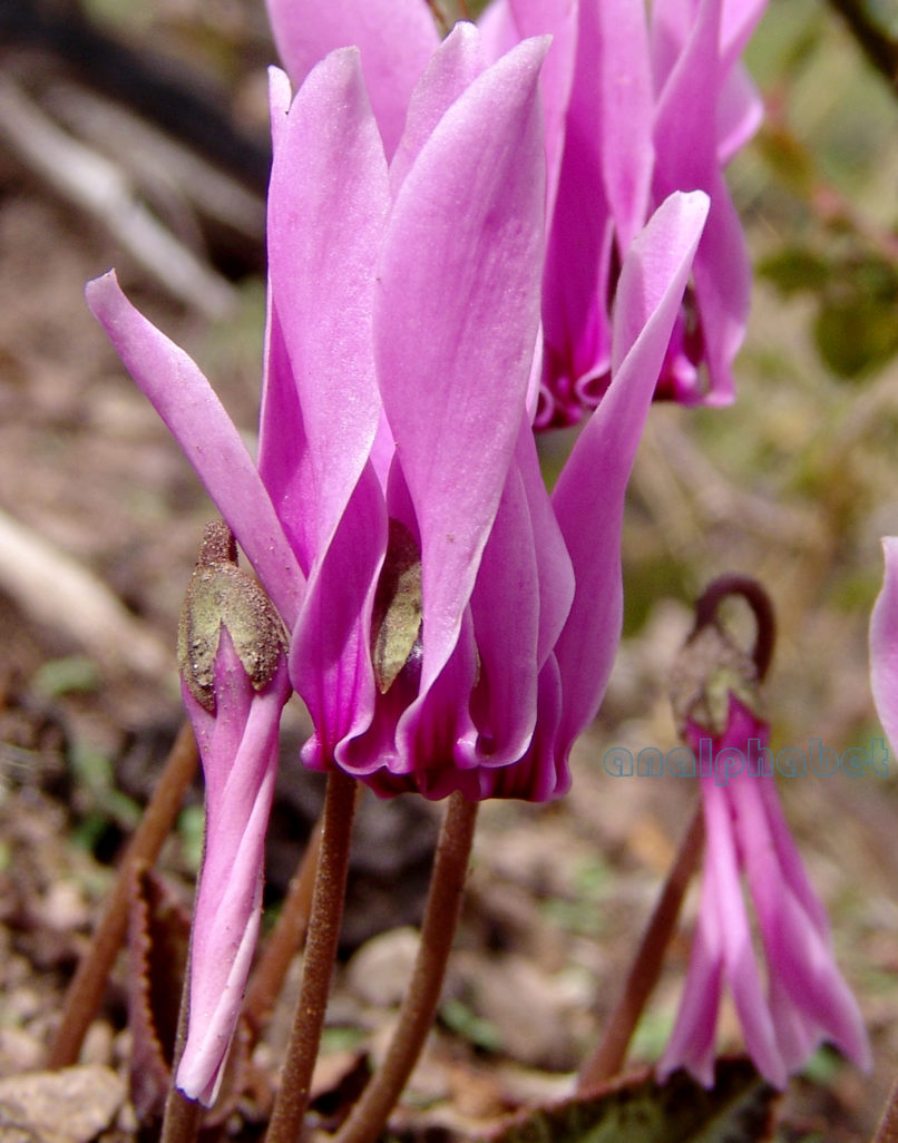 Cyclamen 1 [?], PARNITHA-2