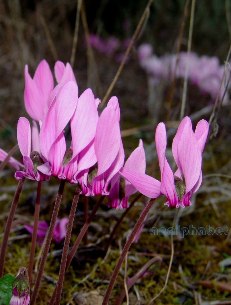 Cyclamen 1 [?], TAYGETOS-1