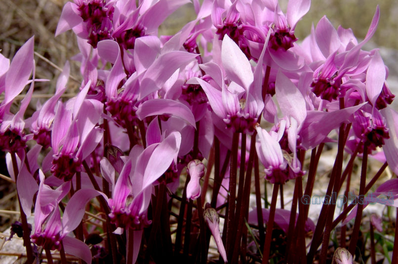 Cyclamen graecum (Link), PARNITHA-1