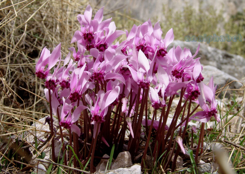 yclamen graecum (Link), PARNITHA-2