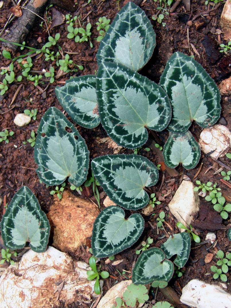 Cyclamen graecum (Link), PARNITHA-3