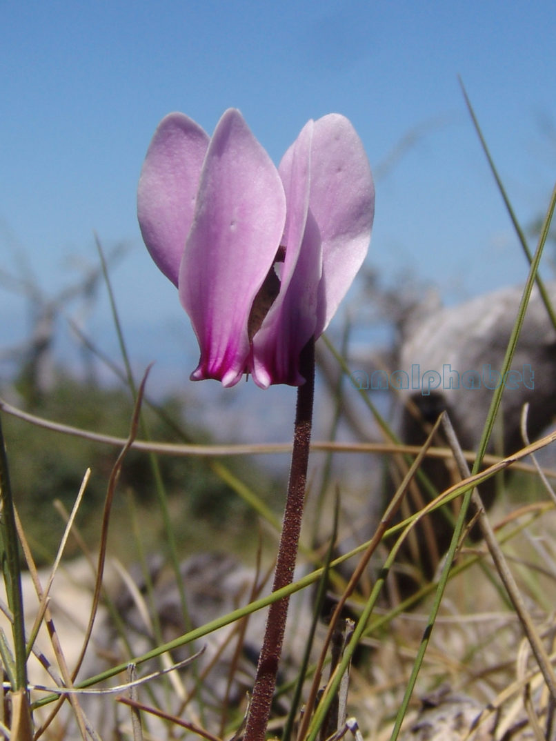 Cyclamen graecum (Link), PARNITHA-4