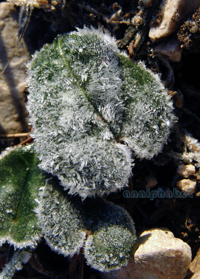 Cyclamen graecum (Link), PARNITHA-5