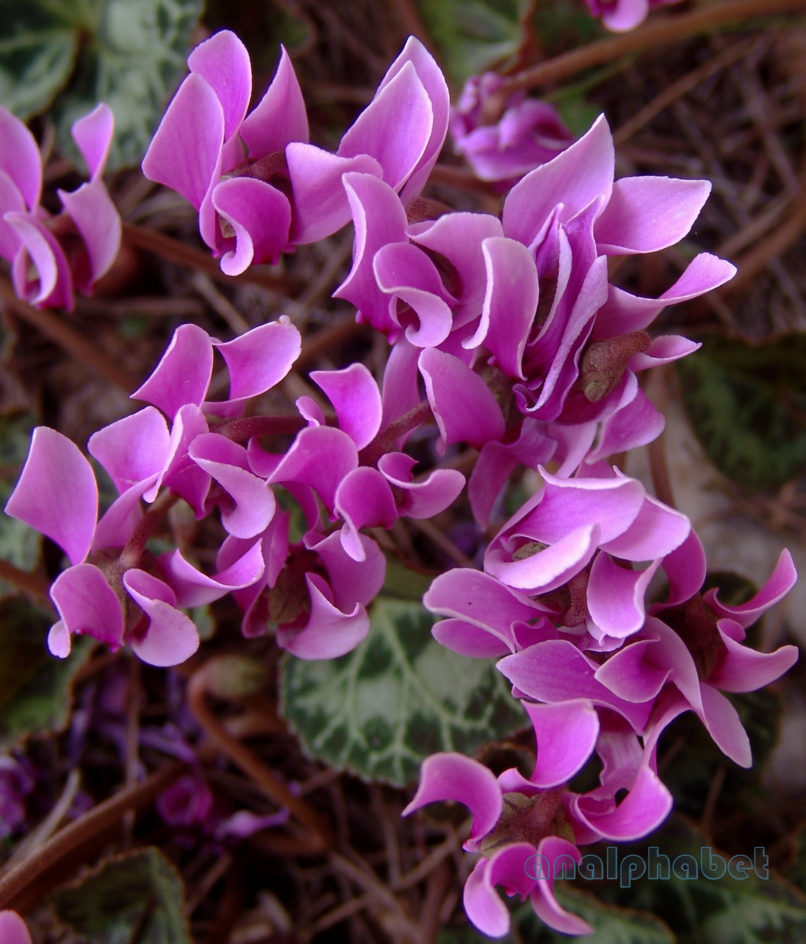 Cyclamen graecum (Link), PARNITHA-6