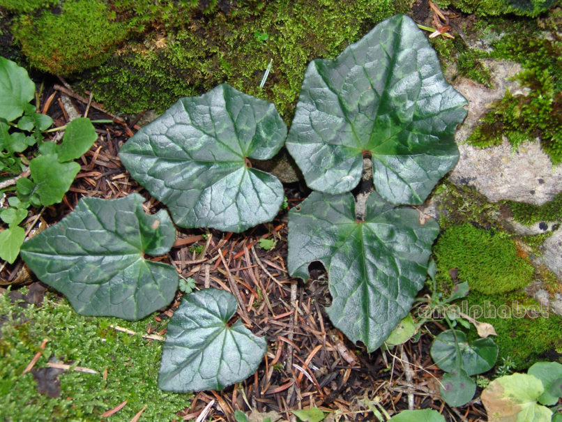 Cyclamen hederifolium (Aiton) [C. neopolitanum], PARNITHA-1
