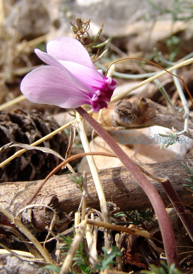 Cyclamen hederifolium (Aiton) [C. neopolitanum], PARNITHA-2
