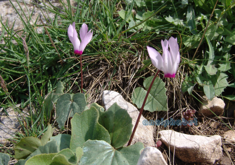 Cyclamen persicum (Mill.), TAYGETOS-1