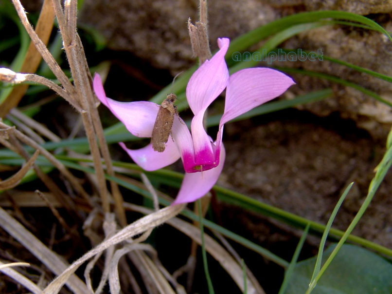 Cyclamen persicum (Mill.), TAYGETOS-2