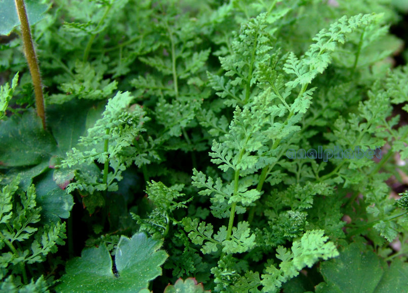 Cystopteris alpina (Lam.), DIRFYS-XEROVOUNI-1