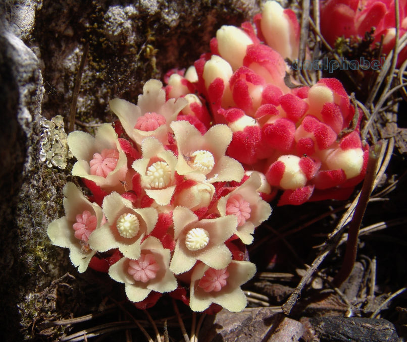 Cytinus hypocistis (L.), PARNITHA-1