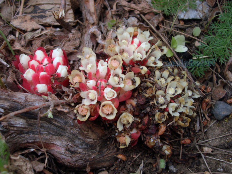 Cytinus hypocistis (L.), PARNITHA-2