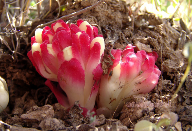 Cytinus hypocistis (L.), PARNITHA-3