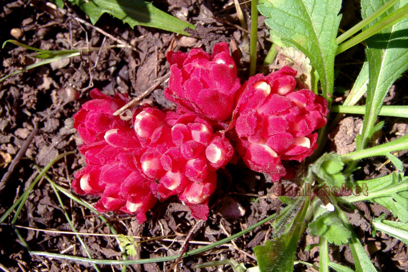 Cytinus hypocistis (L.), PARNITHA-4