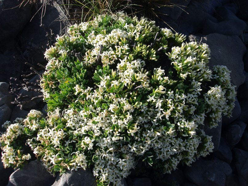 Daphne oleoides (Schreb.), PARNASSOS-1