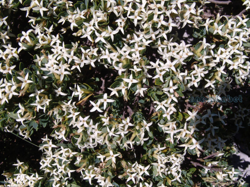 Daphne oleoides (Schreb.), AGRAFA-NIALA - KATARACHIAS-1