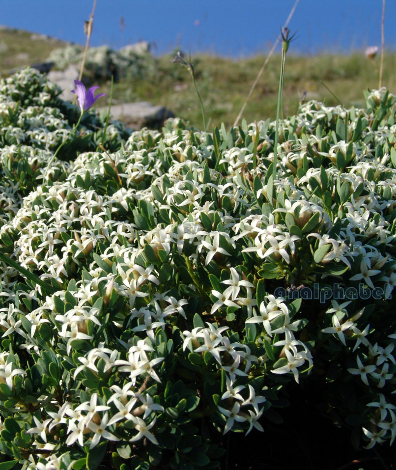 Daphne oleoides (Schreb.), AGRAFA-VOUTSIKAKI-1