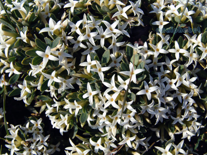 Daphne oleoides (Schreb.), OITI-1