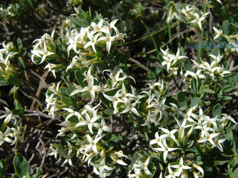 Daphne oleoides (Schreb.), OLYMPOS-1