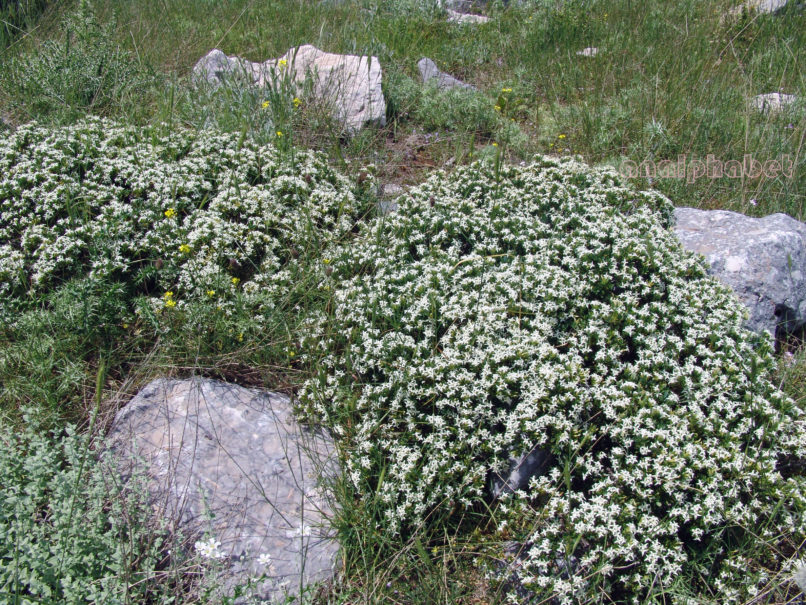 Daphne oleoides (Schreb.), TAYGETOS-1