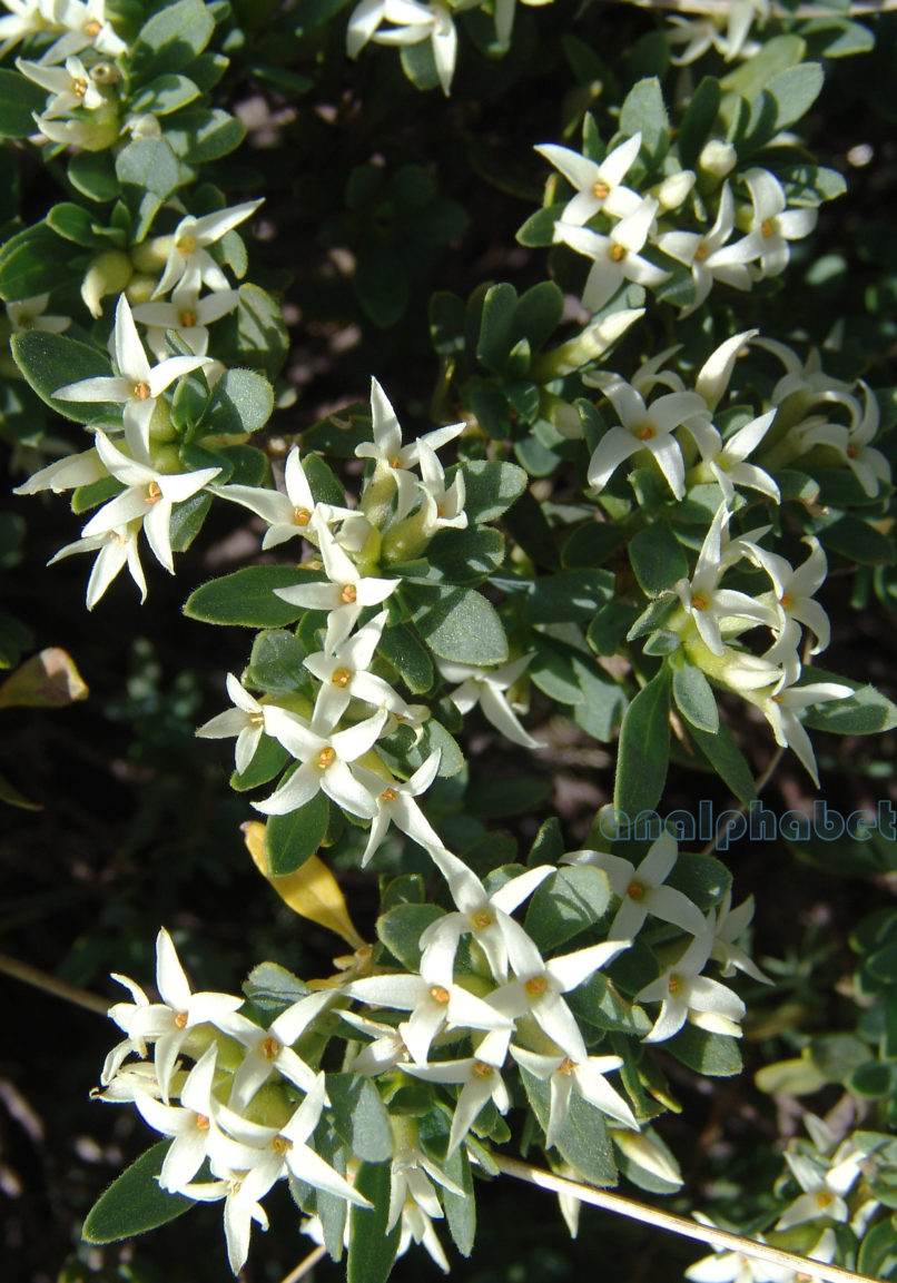 Daphne oleoides (Schreb.), TYMPHI-1
