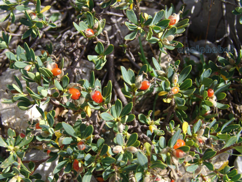 Daphne oleoides (Schreb.), VARDOUSIA-1