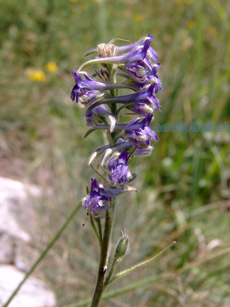 Delphinium fissum (Waldst. & Kit.), CHELIDONA-1