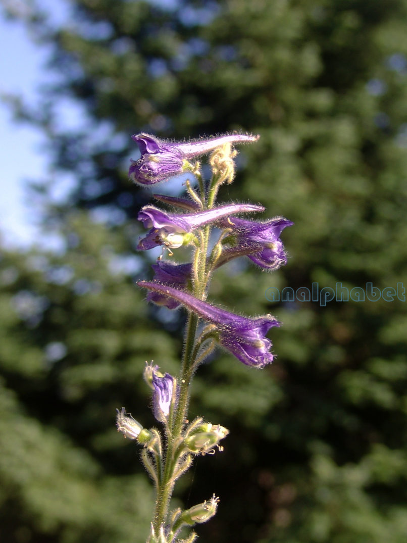 Delphinium fissum (Waldst. & Kit.), CHELIDONA-2